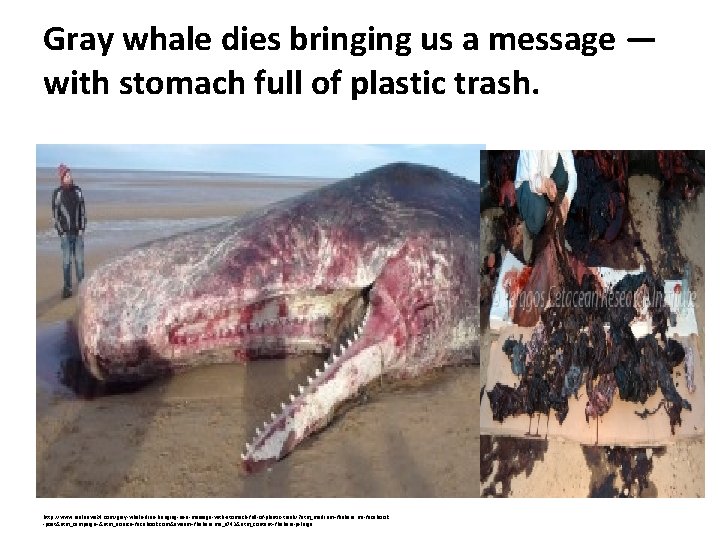 Gray whale dies bringing us a message — with stomach full of plastic trash.