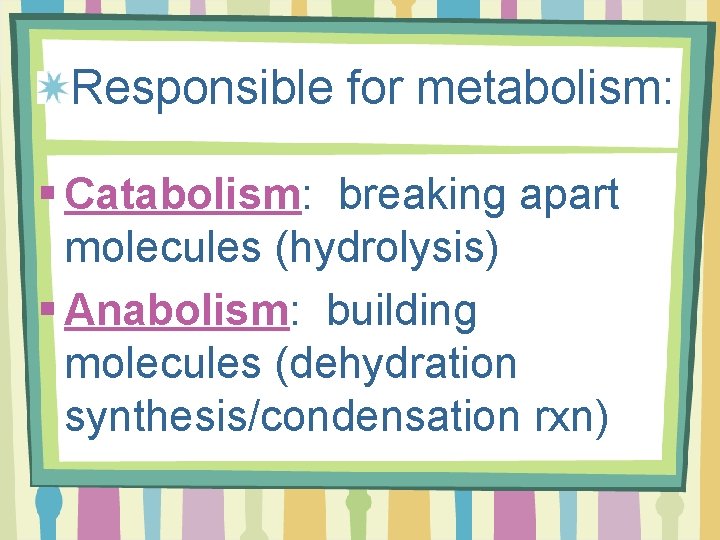 Responsible for metabolism: § Catabolism: breaking apart molecules (hydrolysis) § Anabolism: building molecules (dehydration