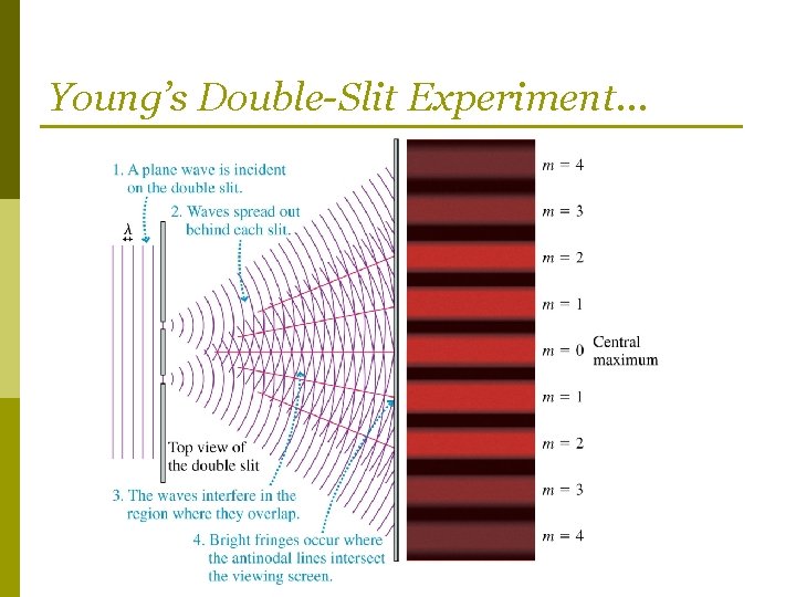 Young’s Double-Slit Experiment… 