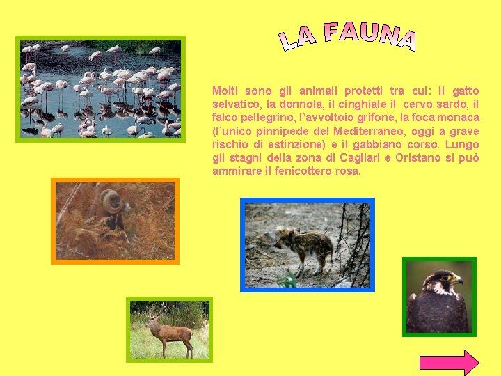 Molti sono gli animali protetti tra cui: il gatto selvatico, la donnola, il cinghiale Molti sono gli animali protetti tra cui: il gatto selvatico, la donnola, il cinghiale