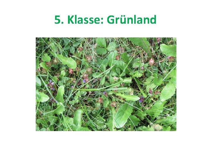 5. Klasse: Grünland 