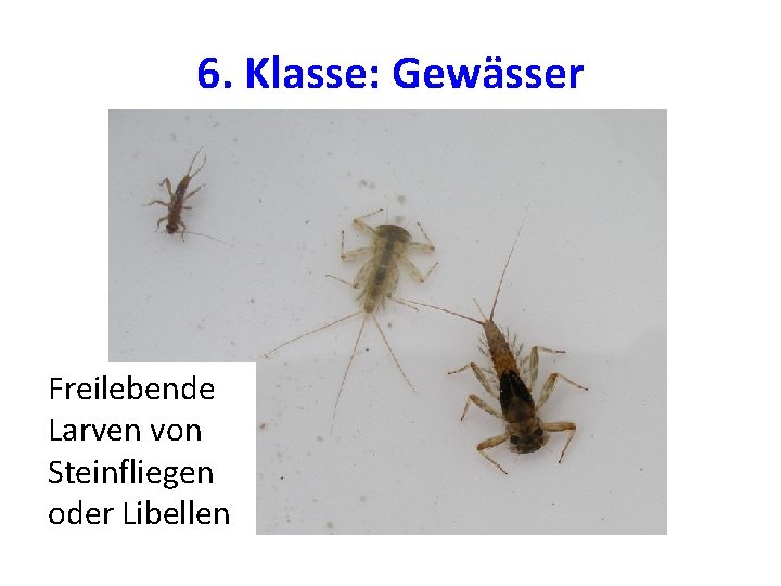6. Klasse: Gewässer Freilebende Larven von Steinfliegen oder Libellen 