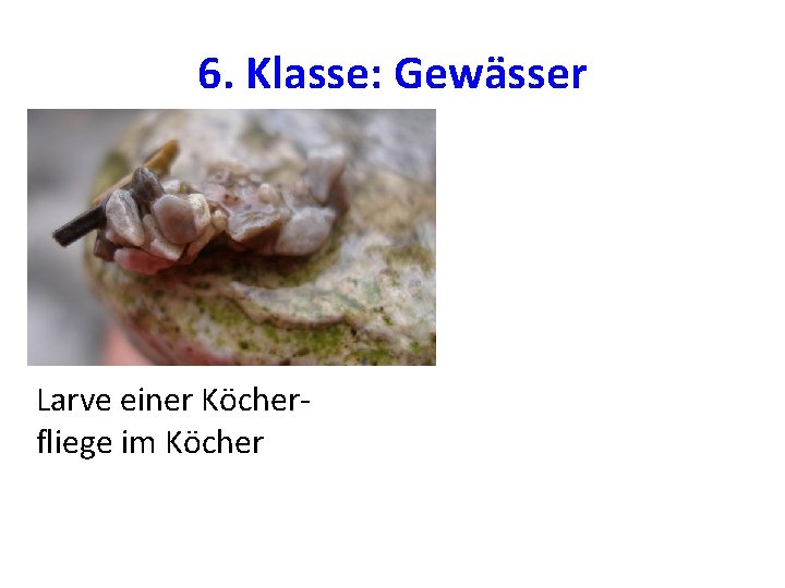 6. Klasse: Gewässer Larve einer Köcherfliege im Köcher 