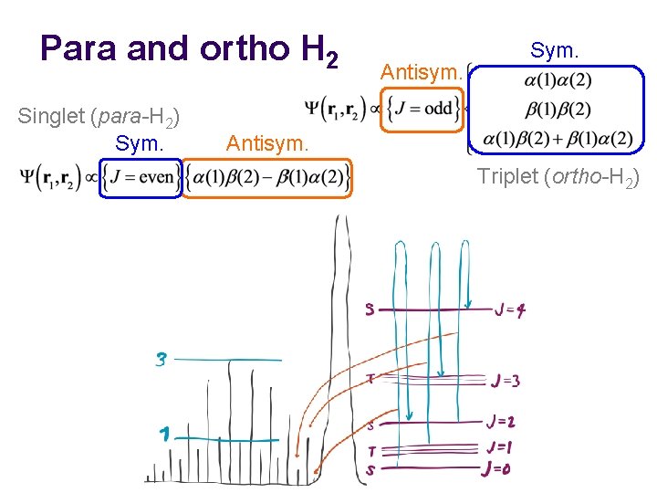 Para and ortho H 2 Singlet (para-H 2) Sym. Antisym. Triplet (ortho-H 2) 