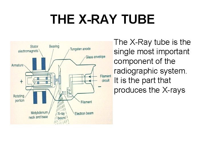 THE X-RAY TUBE • The X-Ray tube is the single most important component of