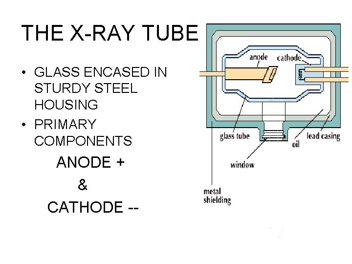 THE X-RAY TUBE • GLASS ENCASED IN STURDY STEEL HOUSING • PRIMARY COMPONENTS ANODE