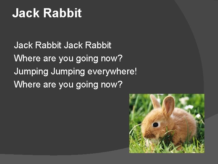 Jack Rabbit Where are you going now? Jumping everywhere! Where are you going now?