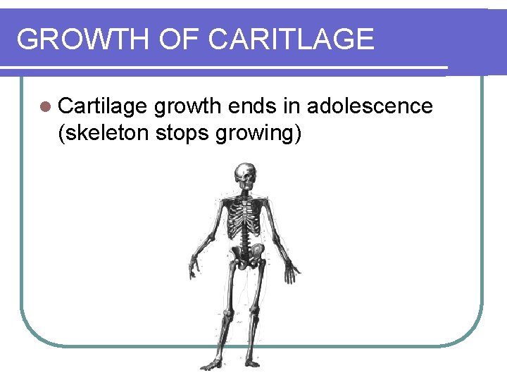 GROWTH OF CARITLAGE l Cartilage growth ends in adolescence (skeleton stops growing) 