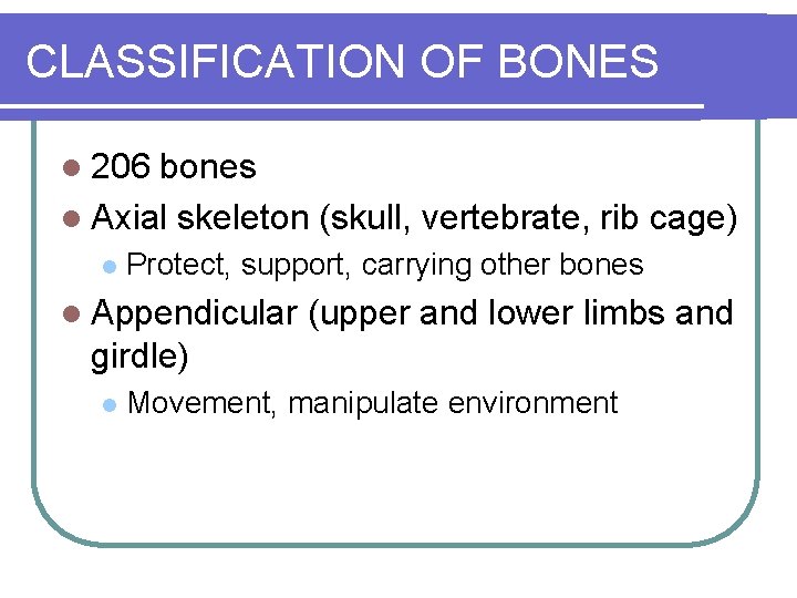 CLASSIFICATION OF BONES l 206 bones l Axial skeleton (skull, vertebrate, rib cage) l