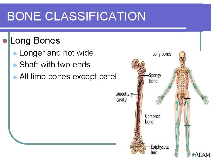 BONE CLASSIFICATION l Long Bones Longer and not wide l Shaft with two ends