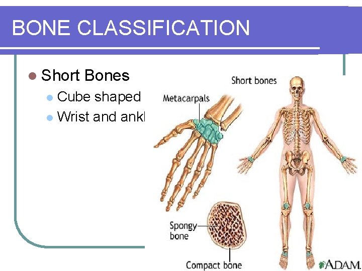 BONE CLASSIFICATION l Short Bones Cube shaped l Wrist and ankle l 