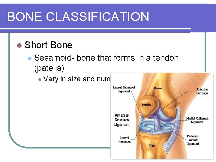BONE CLASSIFICATION l Short l Bone Sesamoid- bone that forms in a tendon (patella)