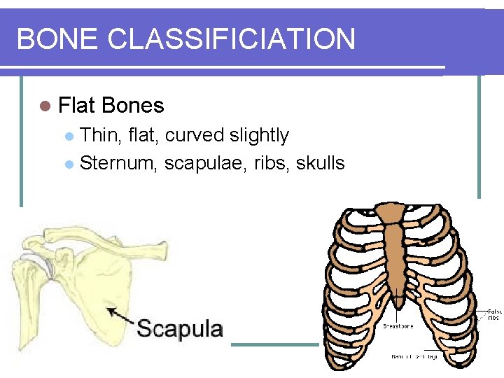 BONE CLASSIFICIATION l Flat Bones Thin, flat, curved slightly l Sternum, scapulae, ribs, skulls