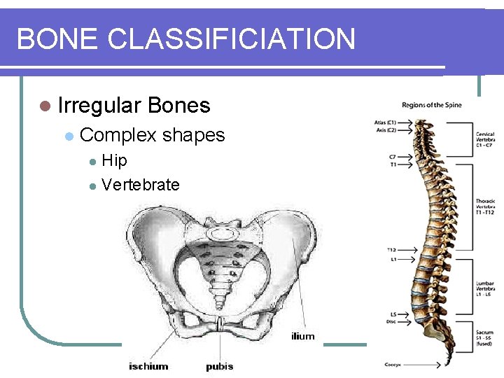 BONE CLASSIFICIATION l Irregular l Bones Complex shapes Hip l Vertebrate l 
