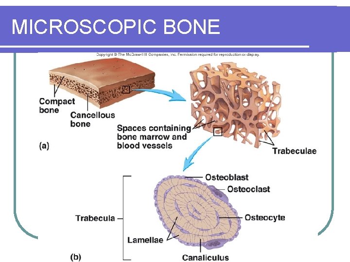 MICROSCOPIC BONE 