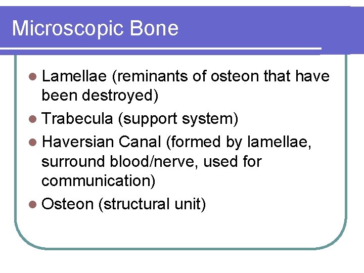 Microscopic Bone l Lamellae (reminants of osteon that have been destroyed) l Trabecula (support