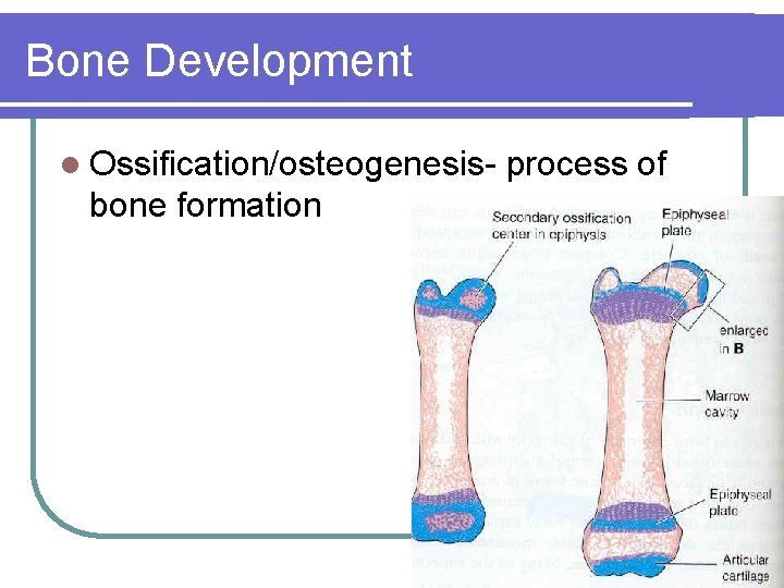 Bone Development l Ossification/osteogenesis- bone formation process of 