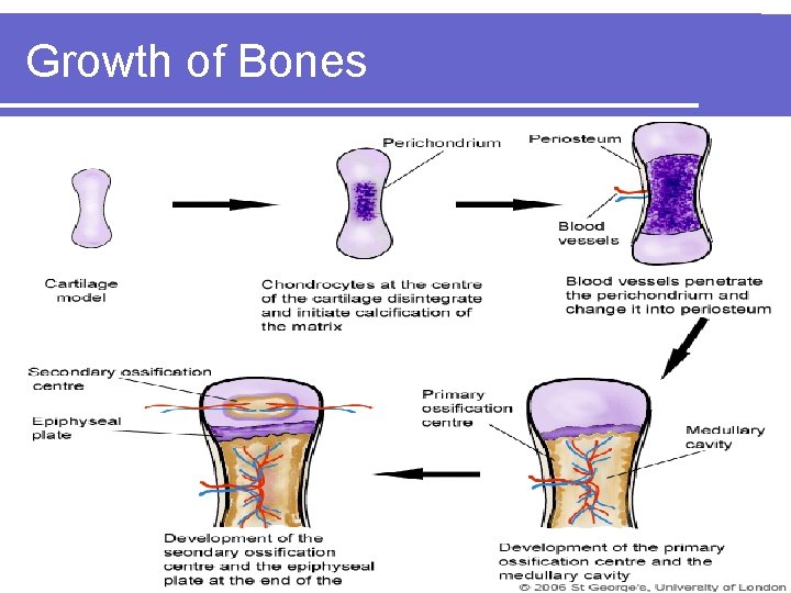 Growth of Bones 