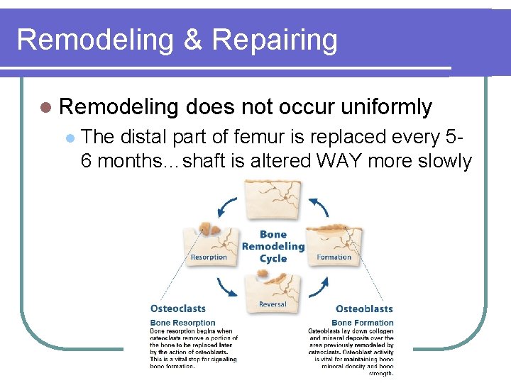 Remodeling & Repairing l Remodeling l does not occur uniformly The distal part of