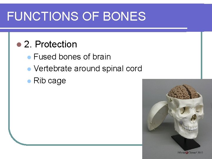 FUNCTIONS OF BONES l 2. Protection Fused bones of brain l Vertebrate around spinal