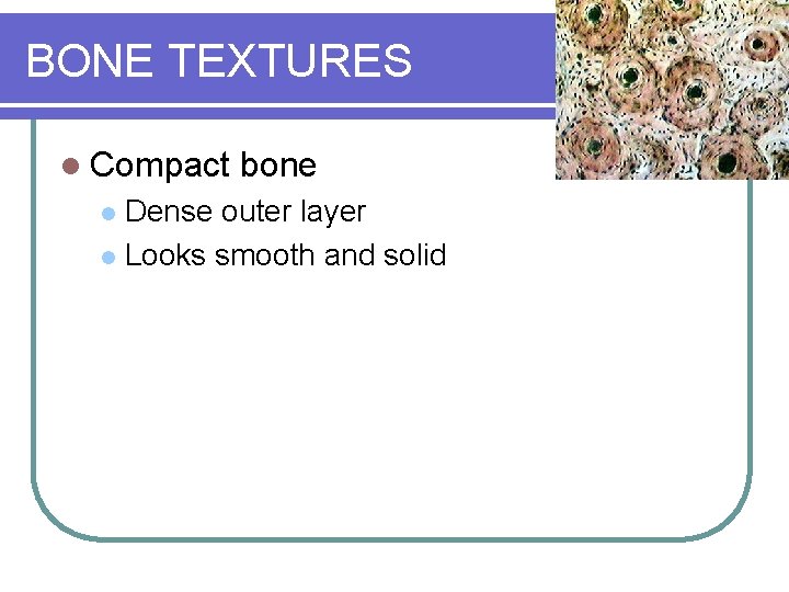BONE TEXTURES l Compact bone Dense outer layer l Looks smooth and solid l