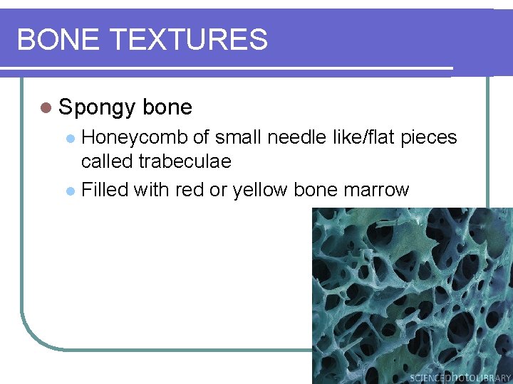 BONE TEXTURES l Spongy bone Honeycomb of small needle like/flat pieces called trabeculae l