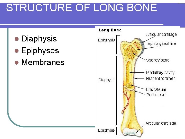STRUCTURE OF LONG BONE l Diaphysis l Epiphyses l Membranes 