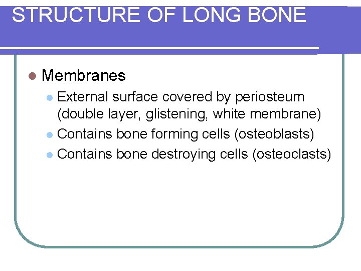 STRUCTURE OF LONG BONE l Membranes External surface covered by periosteum (double layer, glistening,