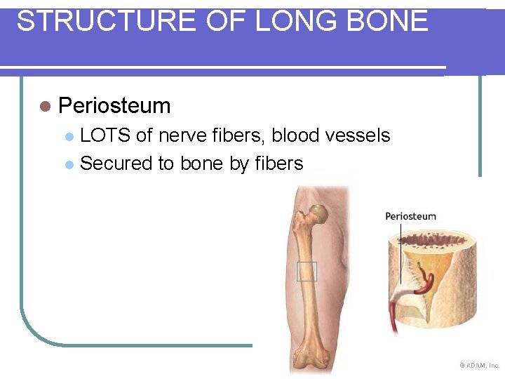 STRUCTURE OF LONG BONE l Periosteum LOTS of nerve fibers, blood vessels l Secured
