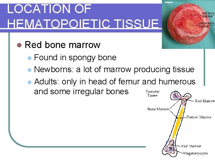 LOCATION OF HEMATOPOIETIC TISSUE l Red bone marrow Found in spongy bone l Newborns: