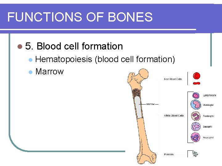 FUNCTIONS OF BONES l 5. Blood cell formation Hematopoiesis (blood cell formation) l Marrow