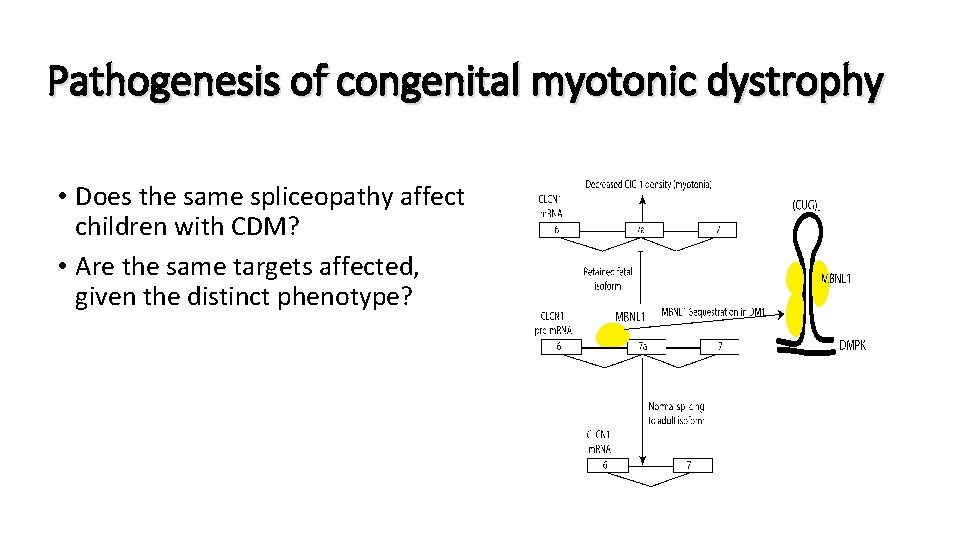 Pathogenesis of congenital myotonic dystrophy • Does the same spliceopathy affect children with CDM?