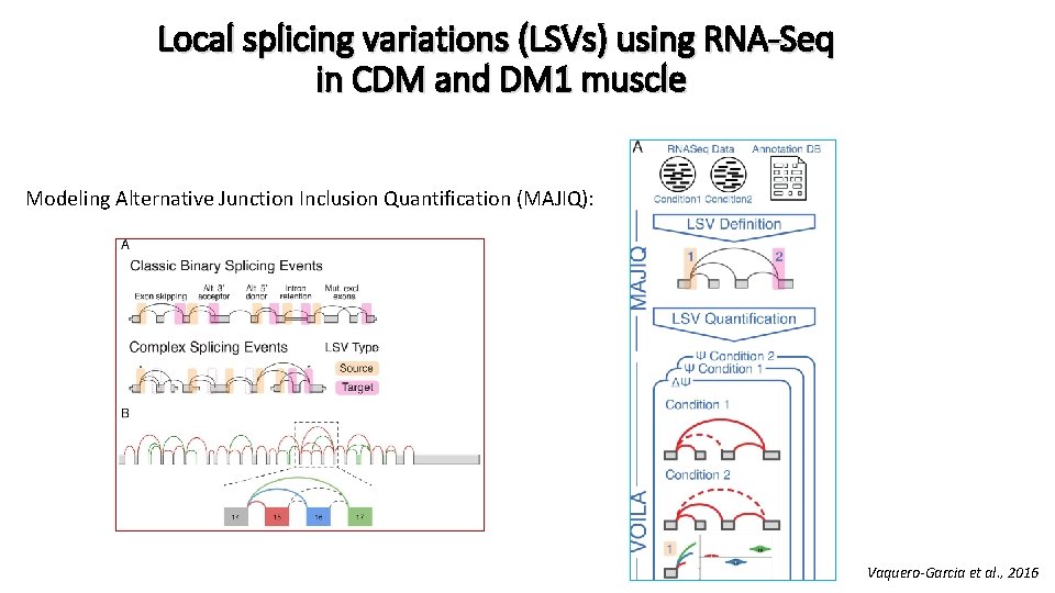 Local splicing variations (LSVs) using RNA-Seq in CDM and DM 1 muscle Modeling Alternative