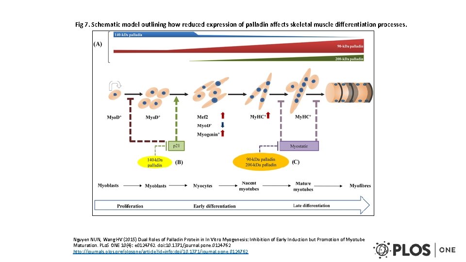 Fig 7. Schematic model outlining how reduced expression of palladin affects skeletal muscle differentiation