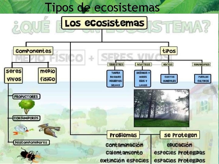 Tipos de ecosistemas 