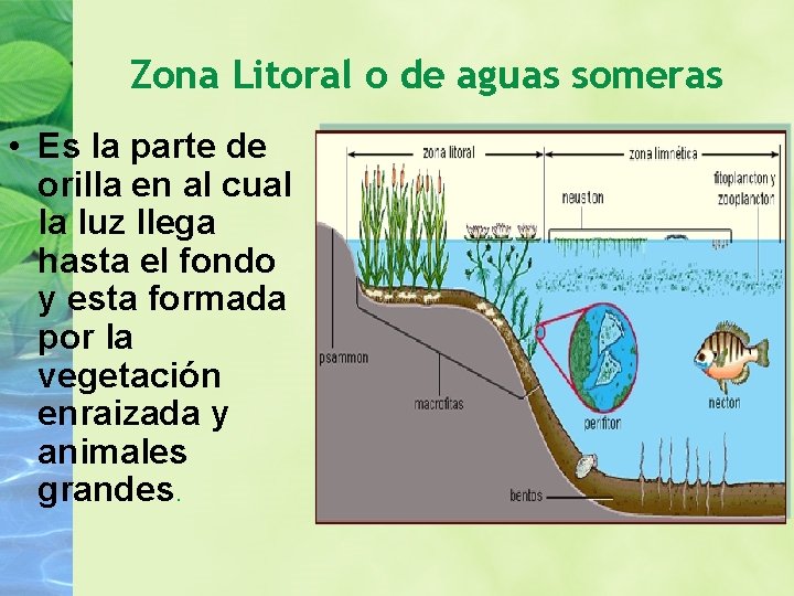 Zona Litoral o de aguas someras • Es la parte de orilla en al