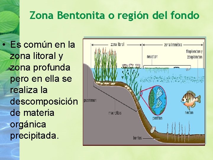 Zona Bentonita o región del fondo • Es común en la zona litoral y