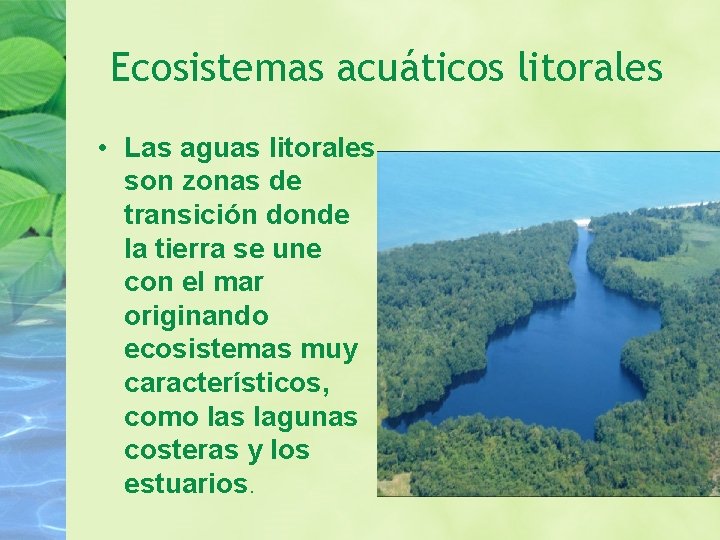 Ecosistemas acuáticos litorales • Las aguas litorales son zonas de transición donde la tierra