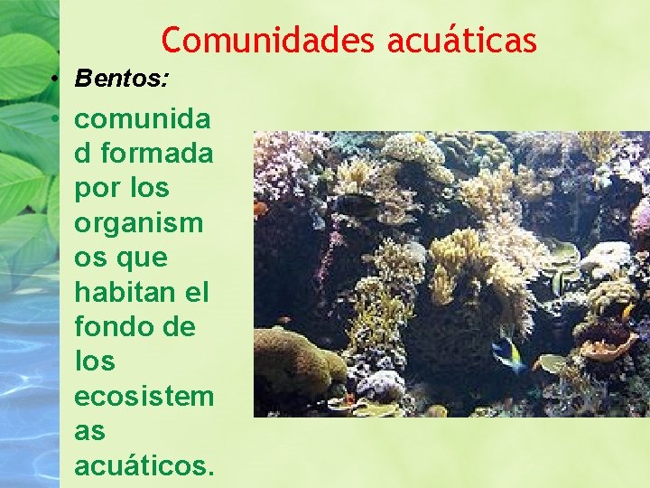Comunidades acuáticas • Bentos: • comunida d formada por los organism os que habitan