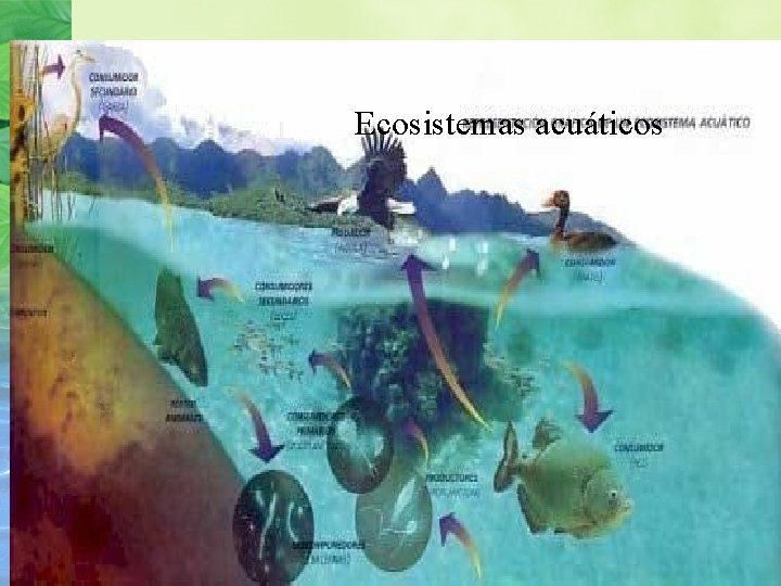 Ecosistemas acuáticos 