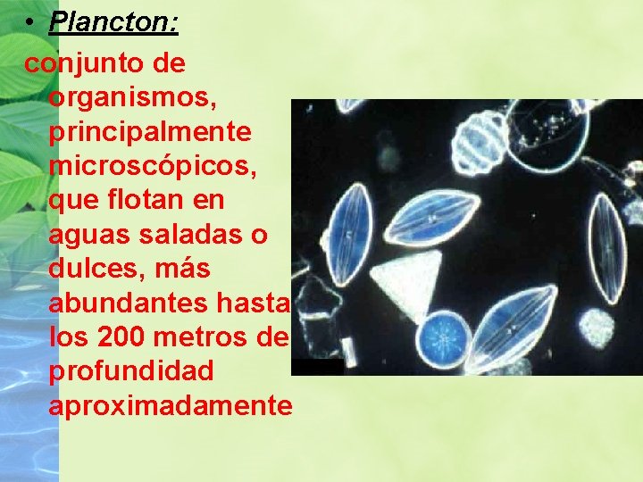  • Plancton: conjunto de organismos, principalmente microscópicos, que flotan en aguas saladas o