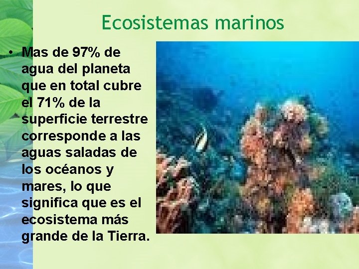 Ecosistemas marinos • Mas de 97% de agua del planeta que en total cubre