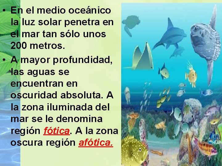  • En el medio oceánico la luz solar penetra en el mar tan