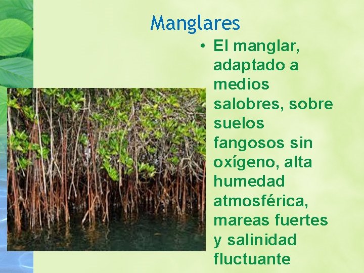 Manglares • El manglar, adaptado a medios salobres, sobre suelos fangosos sin oxígeno, alta