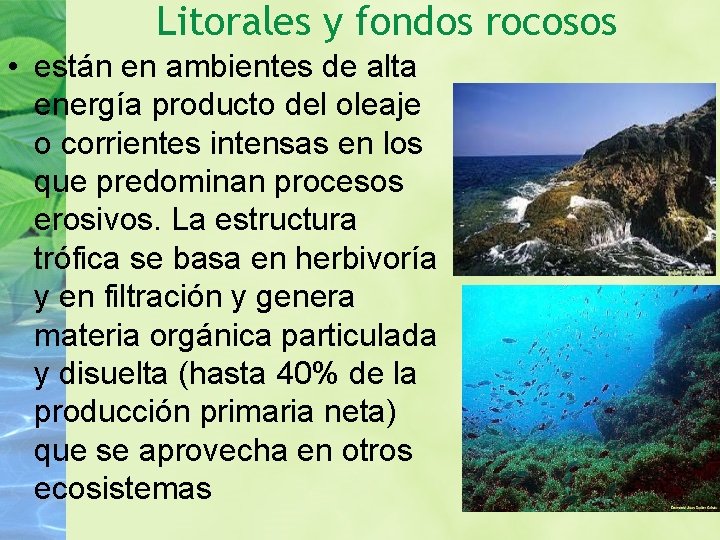 Litorales y fondos rocosos • están en ambientes de alta energía producto del oleaje