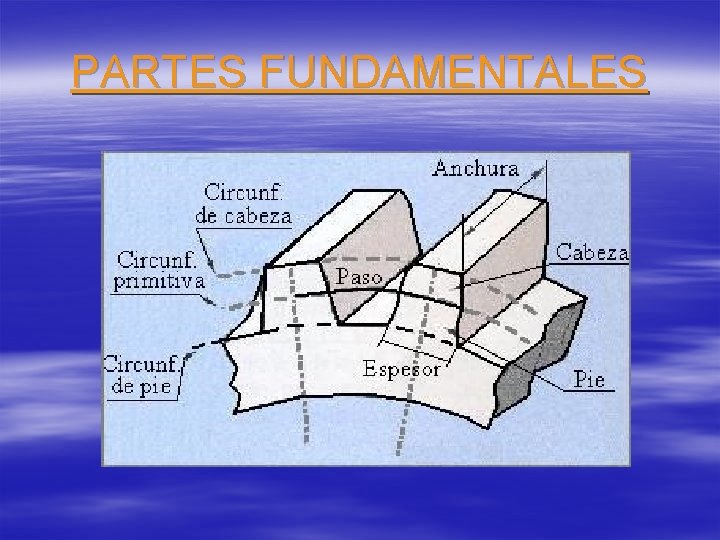 PARTES FUNDAMENTALES 