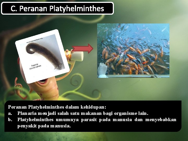 C. Peranan Platyhelminthes dalam kehidupan: a. Planaria menjadi salah satu makanan bagi organisme lain.