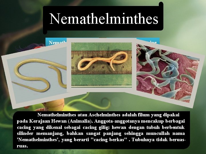 Nemathelminthes Nemathos => benang Helminthes => cacing Nemathelminthes => cacing gilig Nemathelminthes atau Aschelminthes