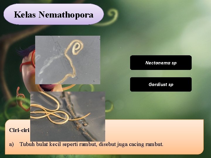 Kelas Nemathopora Nectonema sp Gordiust sp Ciri-ciri Nematoda: a) Tubuh bulat kecil seperti rambut,