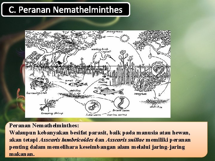 C. Peranan Nemathelminthes: Walaupun kebanyakan besifat parasit, baik pada manusia atau hewan, akan tetapi